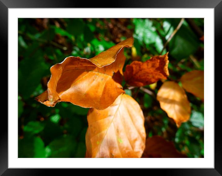 First in Autumn Framed Mounted Print by Vasilis D.