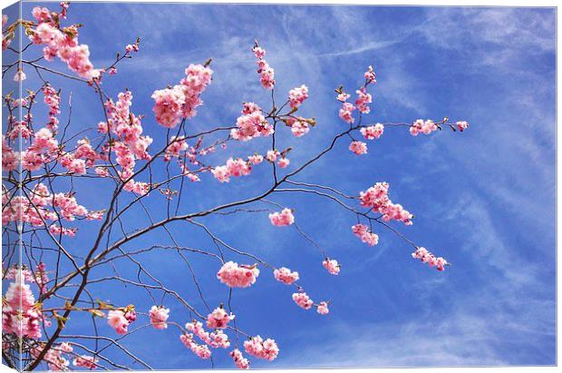 Cherry skies Canvas Print by Fiona Miller