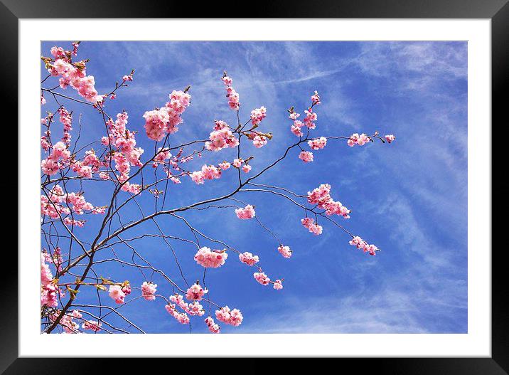 Cherry skies Framed Mounted Print by Fiona Miller