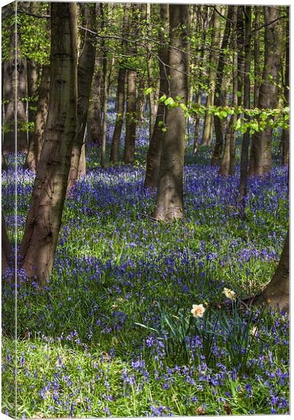 Bluebell Woods Newmillerdam Canvas Print by Dave Evans