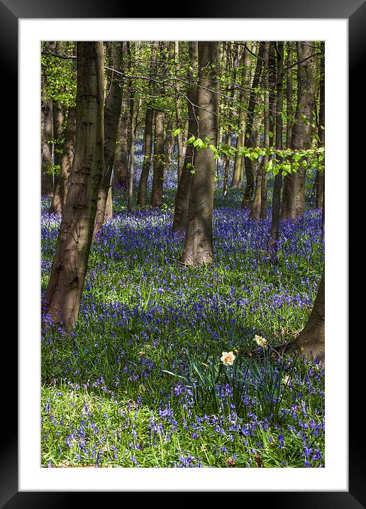 Bluebell Woods Newmillerdam Framed Mounted Print by Dave Evans