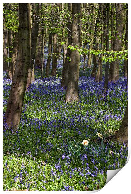 Bluebell Woods Newmillerdam Print by Dave Evans