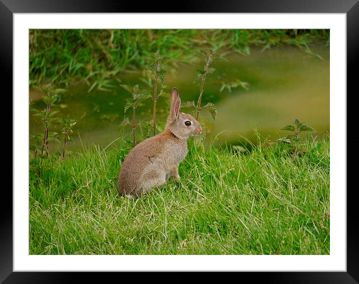 Young Wild Rabbit Framed Mounted Print by sharon bennett