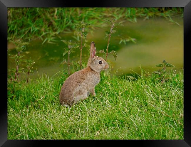 Young Wild Rabbit Framed Print by sharon bennett