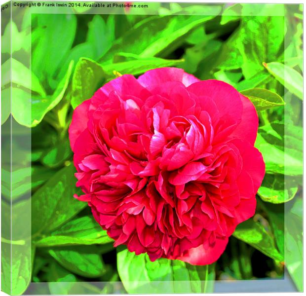 A beautiful Peony head in full bloom. Canvas Print by Frank Irwin