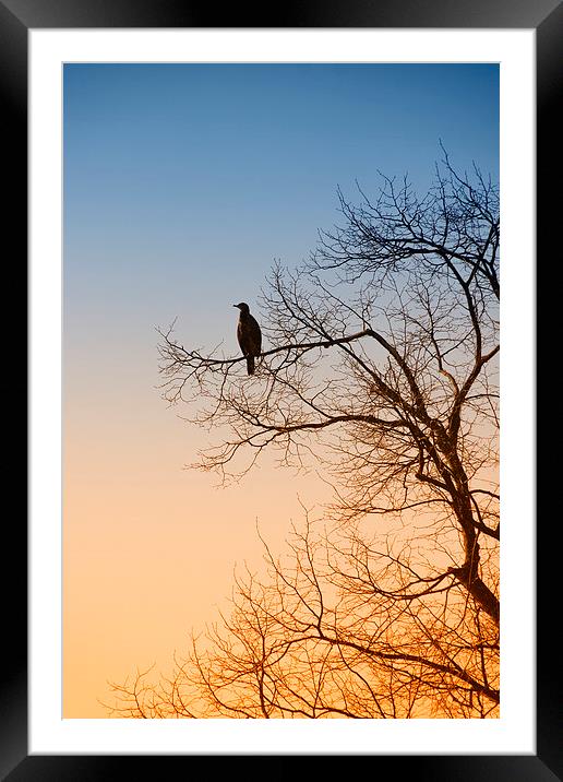 Cormorant sunrise Framed Mounted Print by Rob Lester
