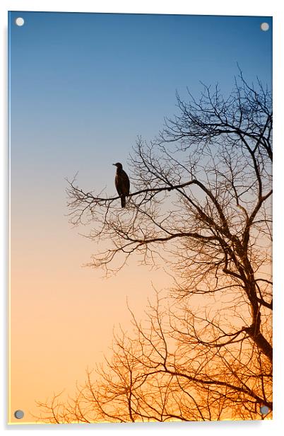Cormorant sunrise Acrylic by Rob Lester