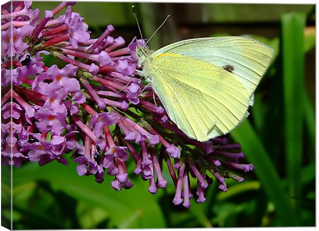 Cabbage Butterfly Canvas Print by Christopher Humphrey