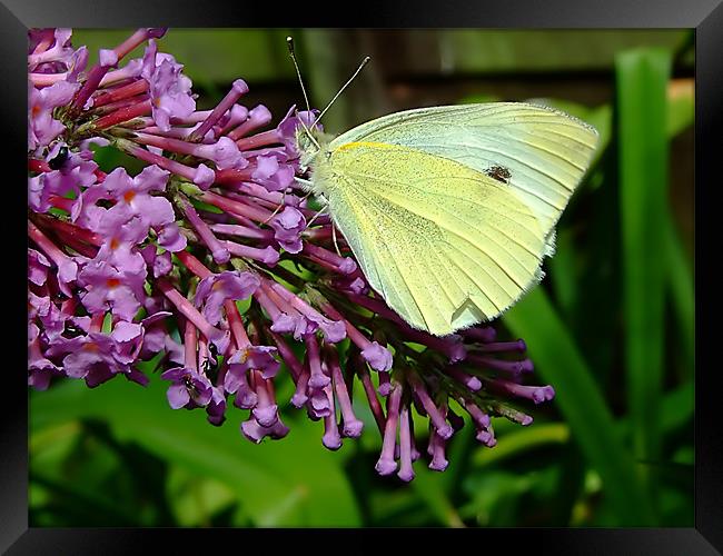 Cabbage Butterfly Framed Print by Christopher Humphrey