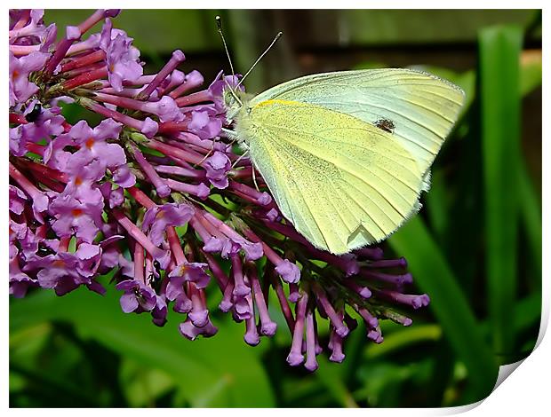 Cabbage Butterfly Print by Christopher Humphrey