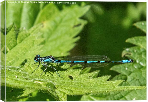 Male common blue damselfly Canvas Print by Thanet Photos