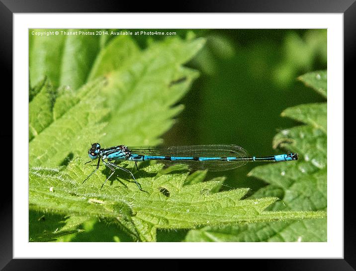 Male common blue damselfly Framed Mounted Print by Thanet Photos