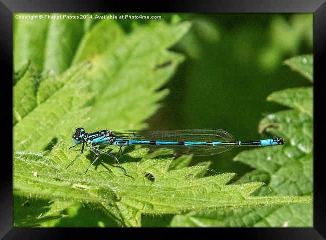 Male common blue damselfly Framed Print by Thanet Photos