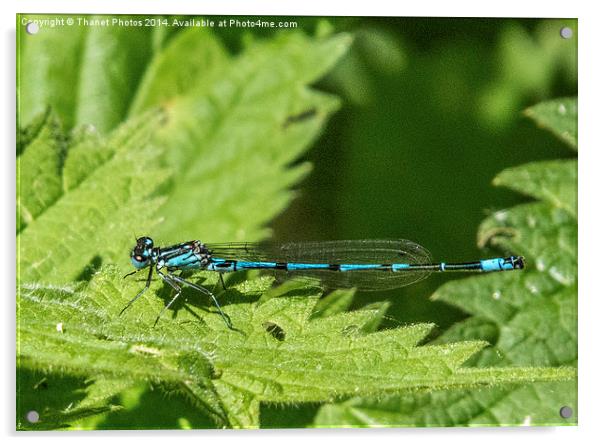 Male common blue damselfly Acrylic by Thanet Photos