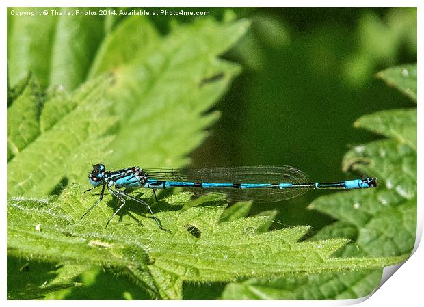 Male common blue damselfly Print by Thanet Photos