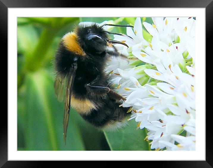 Big Bee Framed Mounted Print by Julie Humphrey