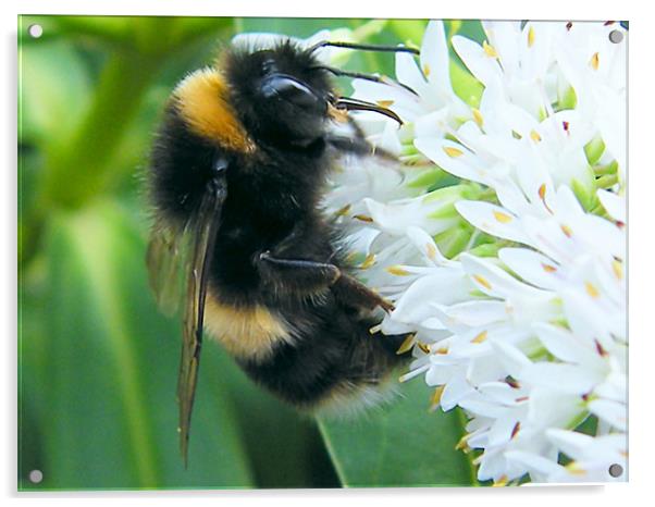 Big Bee Acrylic by Julie Humphrey