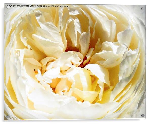 Floribunda Rose Acrylic by Liz Ward