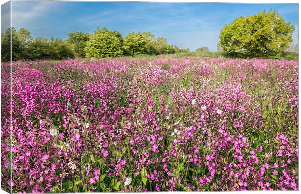 Red Campion Canvas Print by Stephen Mole