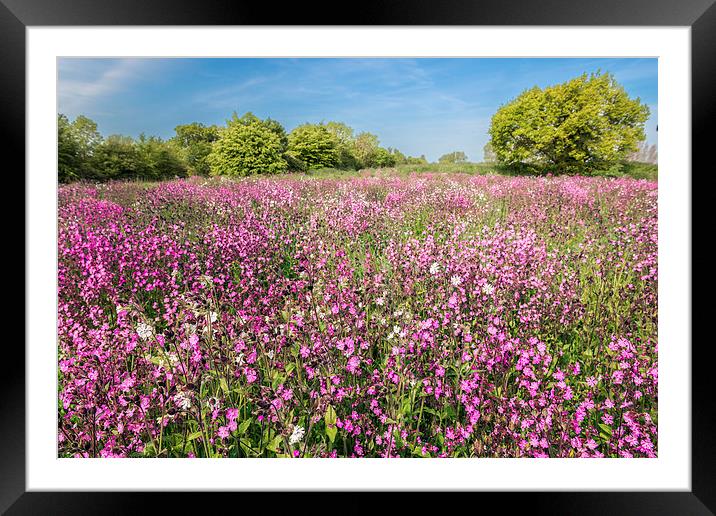 Red Campion Framed Mounted Print by Stephen Mole