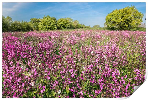 Red Campion Print by Stephen Mole