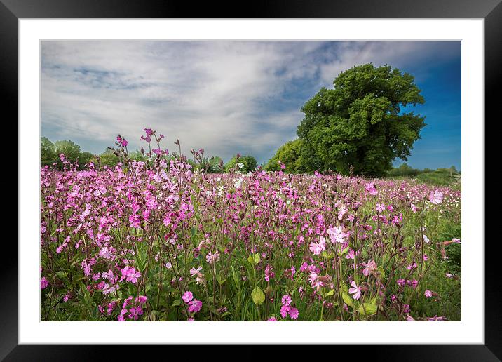 Red Campion Framed Mounted Print by Stephen Mole