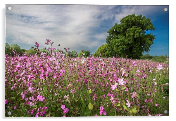 Red Campion Acrylic by Stephen Mole