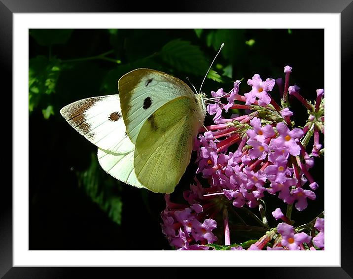 Cabbage Butterfly 1 Framed Mounted Print by Christopher Humphrey