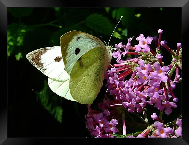 Cabbage Butterfly 1 Framed Print by Christopher Humphrey