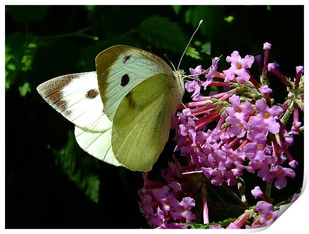 Cabbage Butterfly 1 Print by Christopher Humphrey