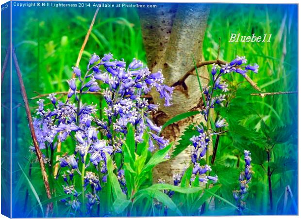 Iconic Bluebells Canvas Print by Bill Lighterness