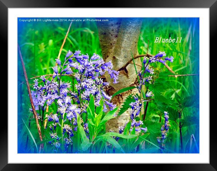 Iconic Bluebells Framed Mounted Print by Bill Lighterness