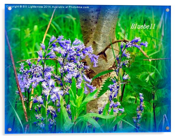 Iconic Bluebells Acrylic by Bill Lighterness