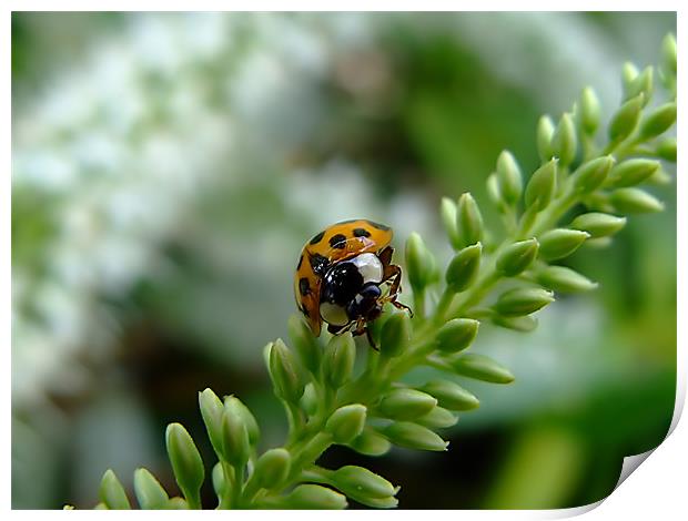 Lonely Ladybird Print by Christopher Humphrey