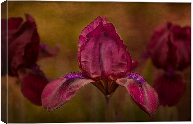 A Dwarf Bearded Iris Garden of Beauty Canvas Print by Robert Murray
