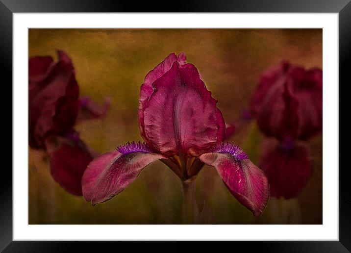 A Dwarf Bearded Iris Garden of Beauty Framed Mounted Print by Robert Murray