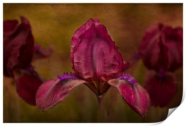 A Dwarf Bearded Iris Garden of Beauty Print by Robert Murray