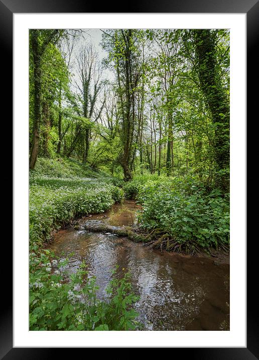 Garlic by the Stream Framed Mounted Print by David Tinsley