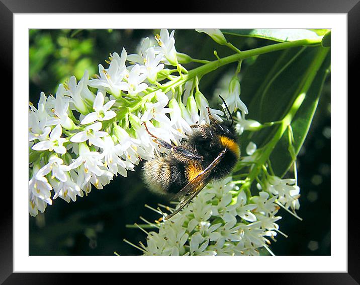 Bumble Bee Framed Mounted Print by Julie Humphrey