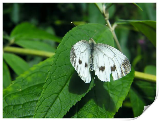Cabbage Butterfly Print by Julie Humphrey