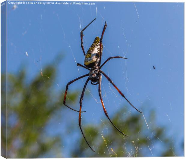 Pregnant Female Golden Orb Spider Canvas Print by colin chalkley