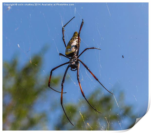 Pregnant Female Golden Orb Spider Print by colin chalkley