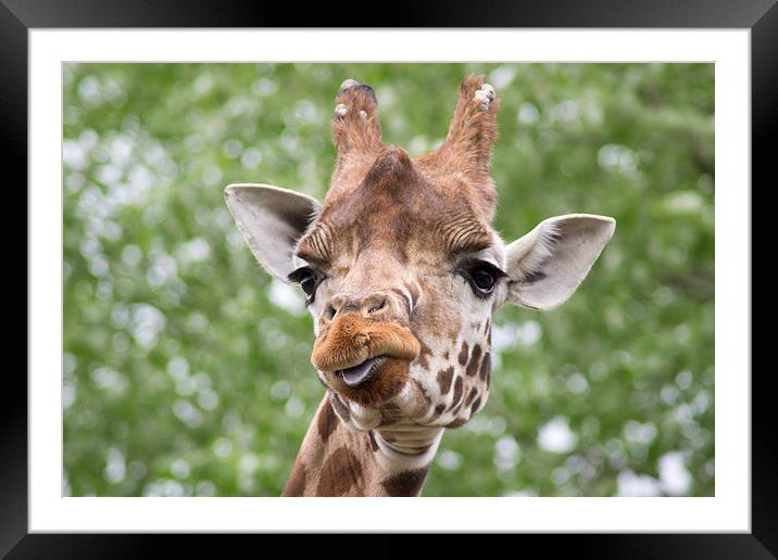 Curious Giraffe Framed Mounted Print by Andy Heap
