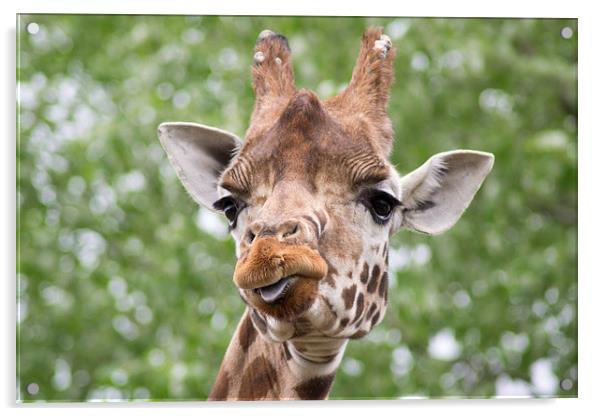 Curious Giraffe Acrylic by Andy Heap