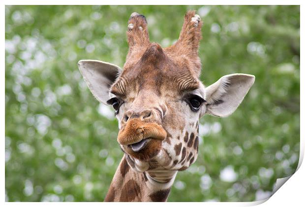 Curious Giraffe Print by Andy Heap