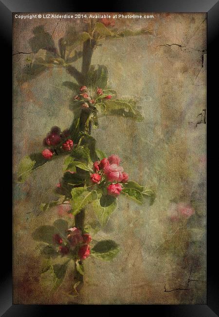 Apple Blossom Framed Print by LIZ Alderdice