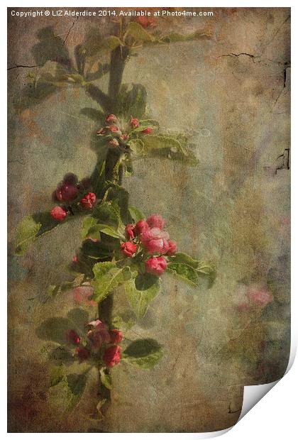Apple Blossom Print by LIZ Alderdice
