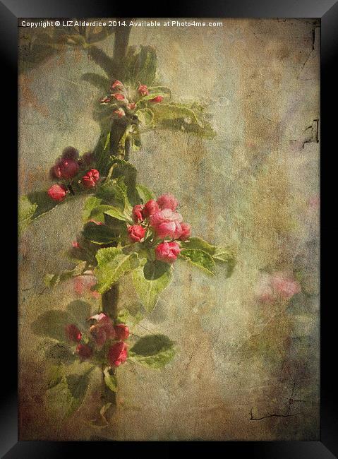 Apple Blossom Framed Print by LIZ Alderdice