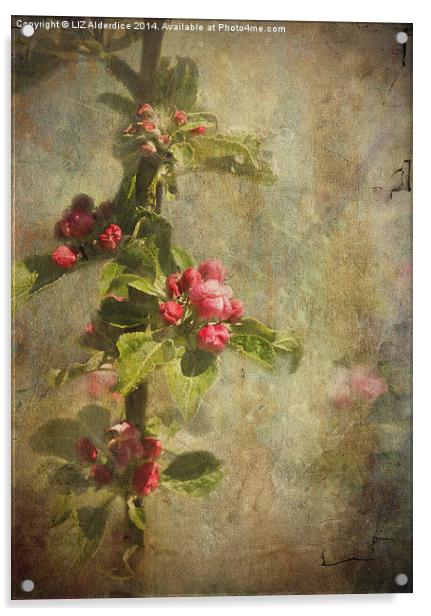 Apple Blossom Acrylic by LIZ Alderdice