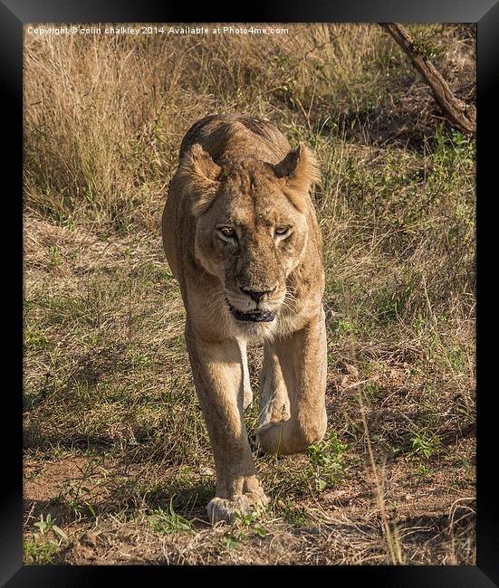 Lioness in Kruger Framed Print by colin chalkley